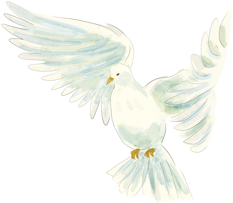 Watercolor Dove Illustration